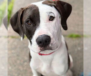 Mutt Dogs for adoption in Canton, CT, USA