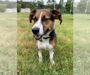 Beagle Dogs for adoption in Manahawkin, NJ, USA