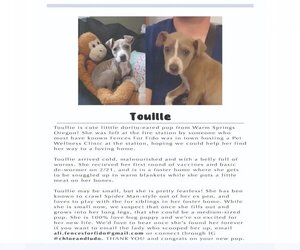 Mutt Dogs for adoption in Portland, OR, USA