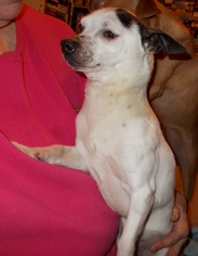 Jack Russell Terrier Dogs for adoption in Albany, OR, USA
