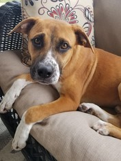 Black Mouth Cur-Boxer Mix Dogs for adoption in Coppell, TX, USA