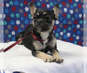 French Bulldog Dogs for adoption in Arlington, WA, USA