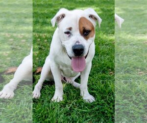 American Bulldog-Saint Bernard Mix Dogs for adoption in Inglewood, CA, USA