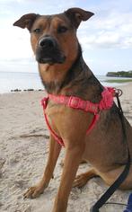 Border Terrier-Labrador Retriever Mix Dogs for adoption in Webster, FL, USA