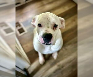 Boxer Dogs for adoption in Dumont, NJ, USA