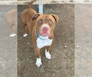 American Pit Bull Terrier Dogs for adoption in Riverside, CA, USA