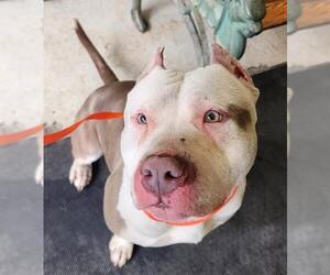 American Pit Bull Terrier-Unknown Mix Dogs for adoption in Anchorage, AK, USA