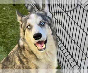 Alusky Dogs for adoption in Orange, CA, USA
