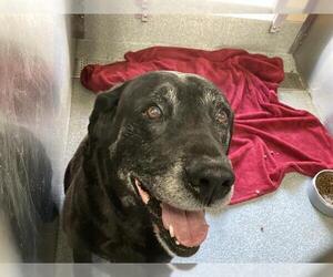 Labrador Retriever Dogs for adoption in Orange, CA, USA