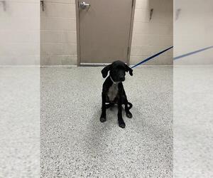 Labrador Retriever-Unknown Mix Dogs for adoption in Conroe, TX, USA