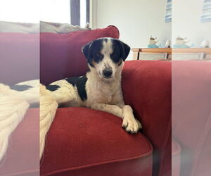 Collie-Unknown Mix Dogs for adoption in Boston, MA, USA