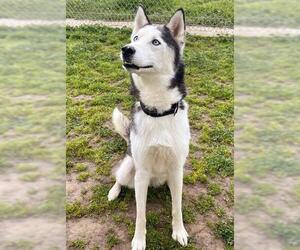 Siberian Husky Dogs for adoption in Sacramento, CA, USA