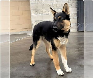 German Shepherd Dog Dogs for adoption in Pasadena, CA, USA