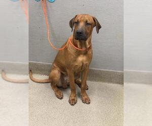 Mutt Dogs for adoption in Las Vegas, NV, USA