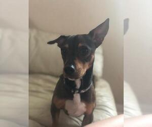 Miniature Pinscher Dogs for adoption in Tallahassee, FL, USA