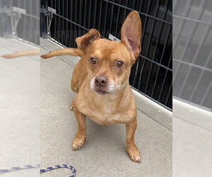Dachshund-Unknown Mix Dogs for adoption in Sacramento, CA, USA