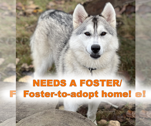 - Mix Dogs for adoption in Redmond, WA, USA