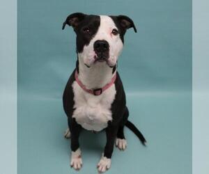 American Pit Bull Terrier-Unknown Mix Dogs for adoption in Fort Collins, CO, USA