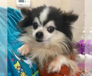 Chihuahua Dogs for adoption in Livingston, TX, USA