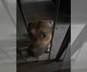 American Staffordshire Terrier Dogs for adoption in San Antonio, TX, USA