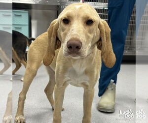Retriever -Unknown Mix Dogs for adoption in Washington, DC, USA