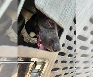 American Staffordshire Terrier-Unknown Mix Dogs for adoption in San Antonio, TX, USA