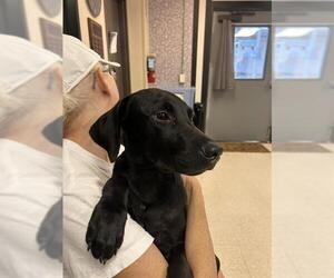 Labrador Retriever Dogs for adoption in Sugar Land, TX, USA