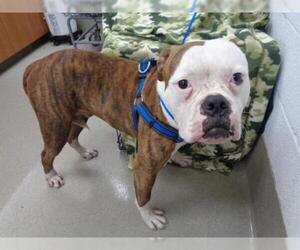 Bulloxer Dogs for adoption in Fort Lauderdale, FL, USA