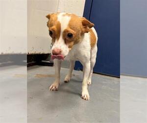 Chihuahua Dogs for adoption in Peoria, IL, USA