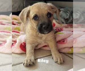 Border Terrier-Dachshund Mix Dogs for adoption in Cave Creek, AZ, USA
