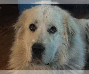 Great Pyrenees Dogs for adoption in Ames, IA, USA