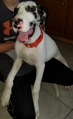 Great Dane Dogs for adoption in House Springs, MO, USA