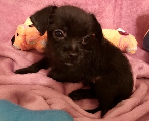 Medium Photo #1 Chihuahua-Unknown Mix Puppy For Sale in Texarkana, TX, USA