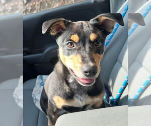 Australian Kelpie-Unknown Mix Dogs for adoption in Anniston, AL, USA