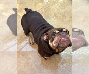 Bulldog Dogs for adoption in Oak Bluffs, MA, USA