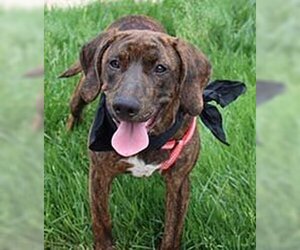 American Pit Bull Terrier-Black and Tan Coonhound Mix Dogs for adoption in Chantilly, VA, USA