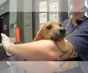 Chiweenie Dogs for adoption in Tulsa, OK, USA