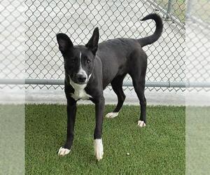 Labrador Retriever-Unknown Mix Dogs for adoption in Baytown, TX, USA