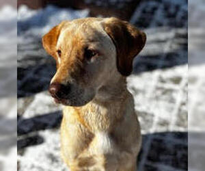 Labrador Retriever Dogs for adoption in Brooklyn Center, MN, USA