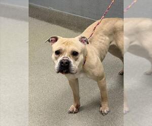 American Pit Bull Terrier-Unknown Mix Dogs for adoption in Las Vegas, NV, USA