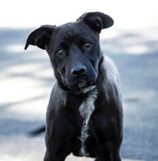 Labrador Retriever Dogs for adoption in Jamestown, CA, USA