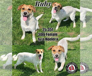 Mutt Dogs for adoption in Georgetown, KY, USA
