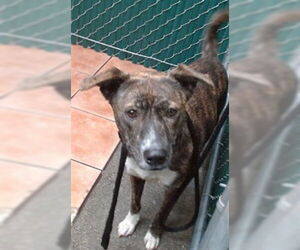 Labrador Retriever-Unknown Mix Dogs for adoption in Downey, CA, USA