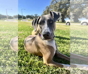 Australian Shepherd-Great Dane Mix Dogs for adoption in Pleasanton, TX, USA