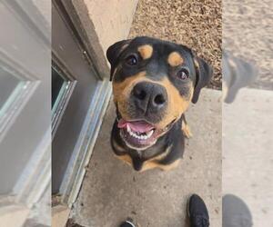 American Bulldog-Rottweiler Mix Dogs for adoption in London, Ontario, Canada