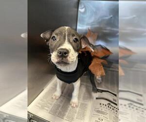 American Staffordshire Terrier-Unknown Mix Dogs for adoption in San Antonio, TX, USA