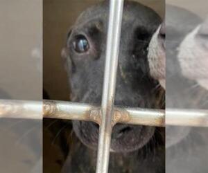 American Pit Bull Terrier-Unknown Mix Dogs for adoption in Oklahoma City, OK, USA