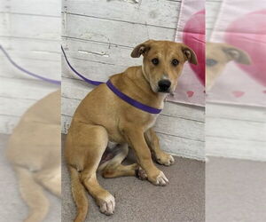 German Shepherd Dog Dogs for adoption in San Bernardino, CA, USA