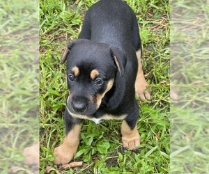 Doberman Pinscher-Unknown Mix Dogs for adoption in Omaha, NE, USA