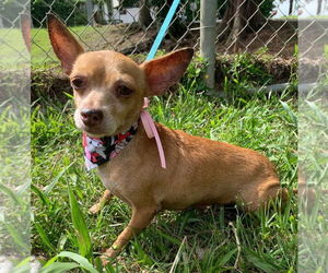Chihuahua-Unknown Mix Dogs for adoption in Virginia Beach, VA, USA